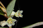 Florida leaf-flower